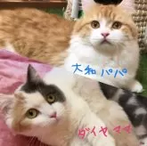 マンチカン(短足)【岐阜県・男の子・2024年3月30日・ブルータビー&ホワイトバン】の写真5