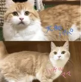 マンチカン(長足)【岐阜県・女の子・2024年2月22日・クリームタビー】の写真5