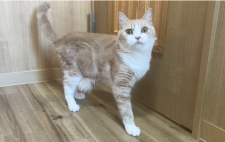 マンチカン【・女の子・2021年1月20日・クリームタビー&ホワイト】