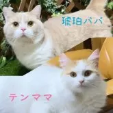マンチカン(長足)【岐阜県・男の子・2024年5月6日・レッドタビー&ホワイト】の写真5