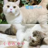 マンチカン(長足)【岐阜県・男の子・2024年3月27日・クリームタビー】の写真5
