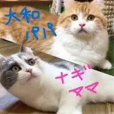 マンチカン(長足)【岐阜県・男の子・2023年6月17日・ブルータビー&ホワイト】の写真5