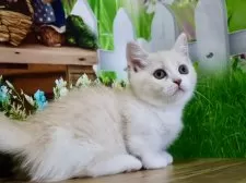 マンチカン(短足)【岐阜県・女の子・2025年4月29日・クリームタビー&ホワイト】の写真9