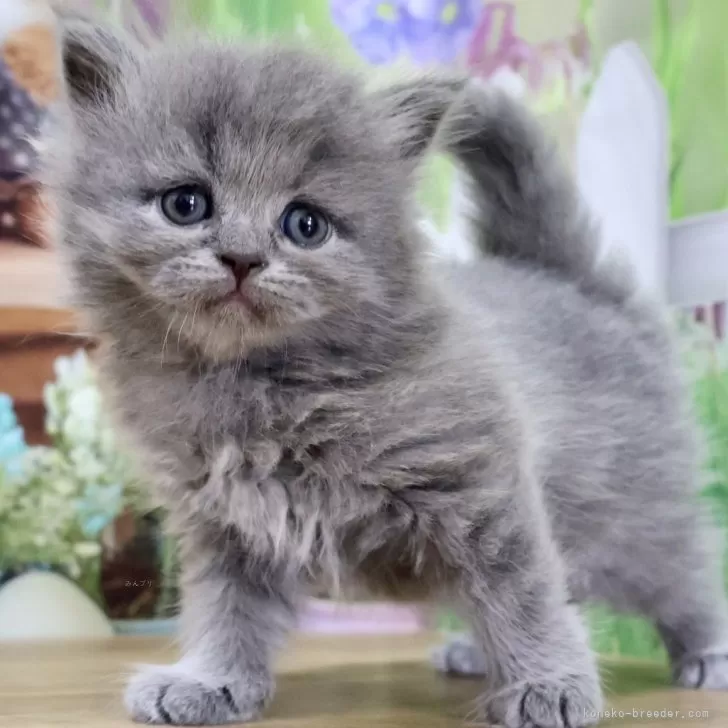 ID：2509-02783の子猫
