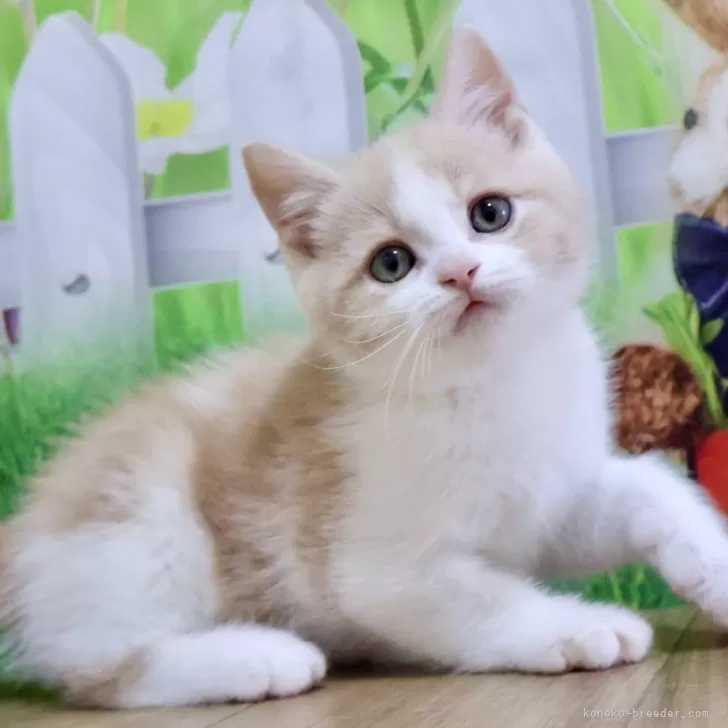ID:2505-00339の子猫