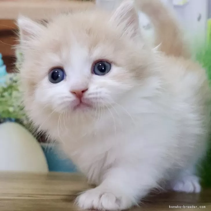 ID:2505-00343の子猫