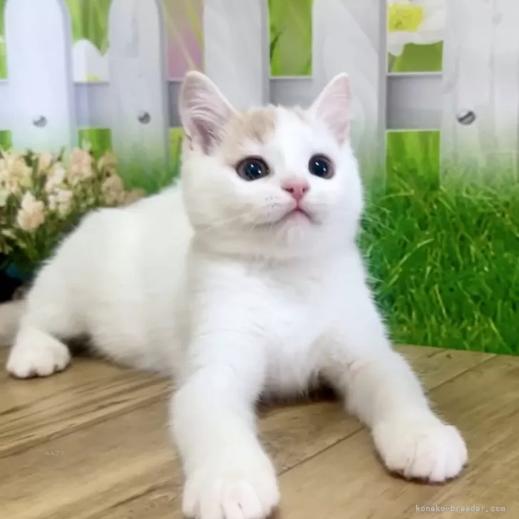 ID：2504-03464の子猫