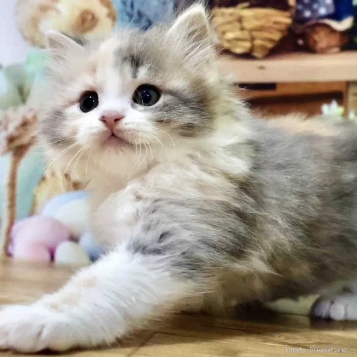 K.M 様のお迎えした子猫