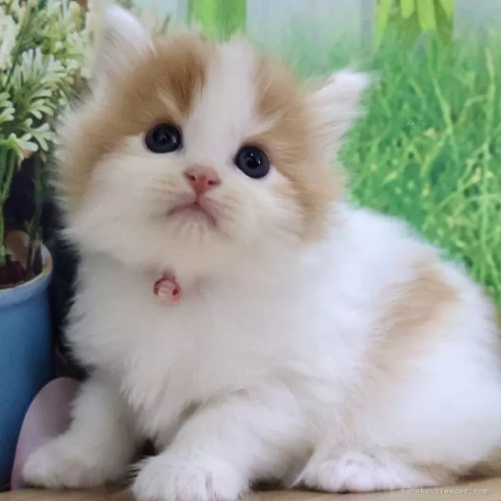 リュウ 様のお迎えした子猫