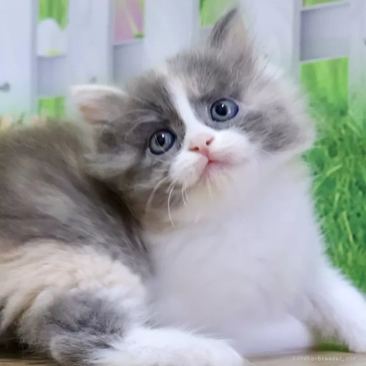 ID:2502-02496の子猫