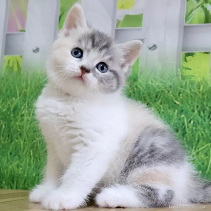 ID：2509-00607の子猫