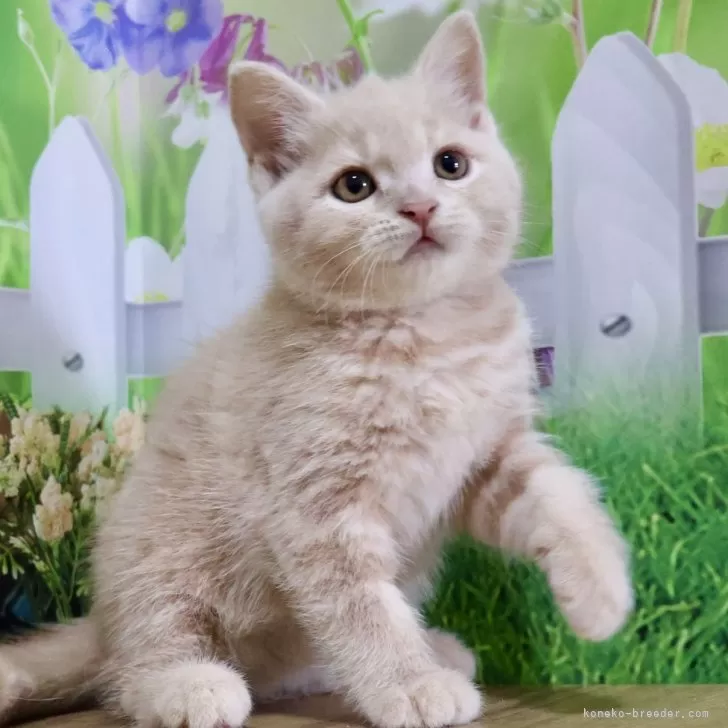 ID:2507-02316の子猫