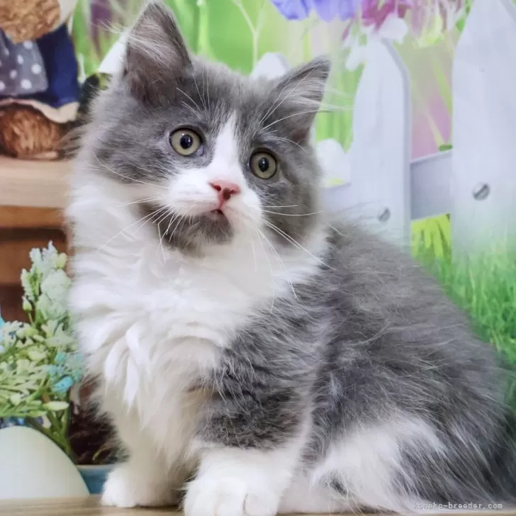 マンチカン(短足)【岐阜県・男の子・2025年9月1日・ブルー&amp;ホワイト】の写真1「人懐っこくて遊び好きです。ハチワレにちょび髭がチャームポイントの男の子です♡」