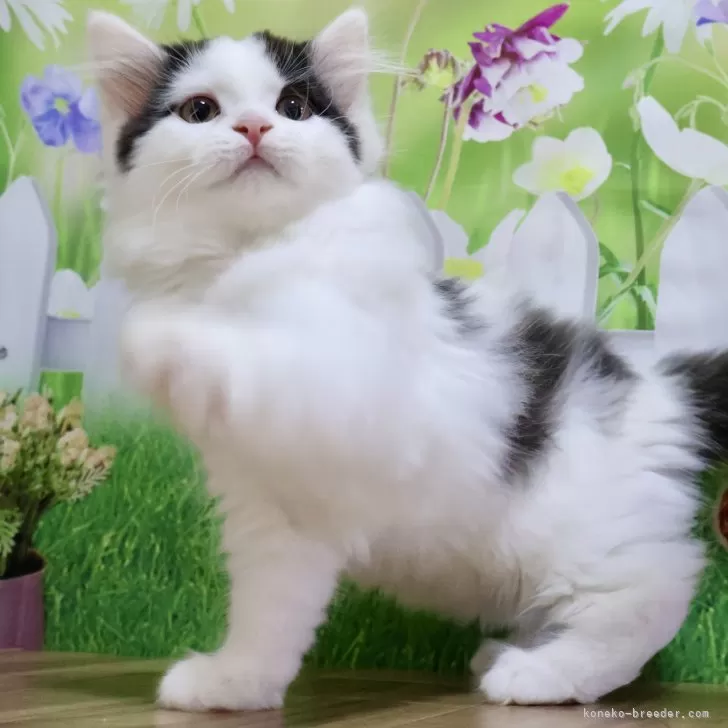 ID:2412-00548の子猫