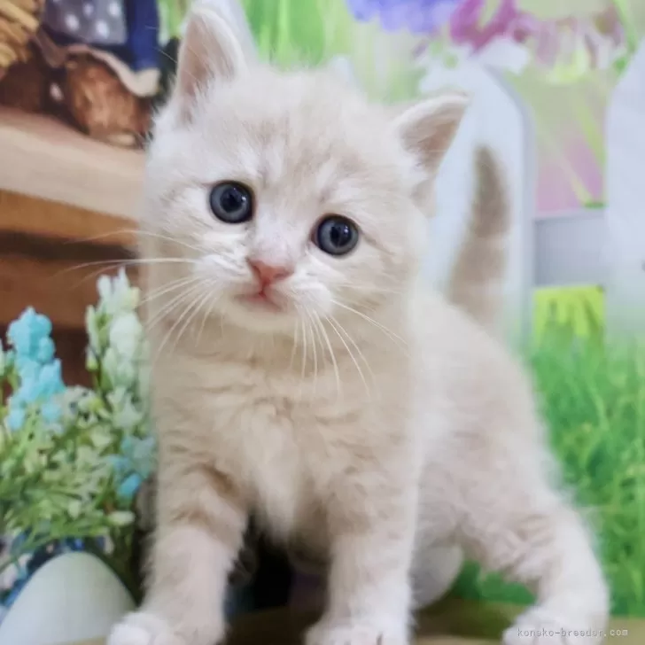 ID：2509-02789の子猫