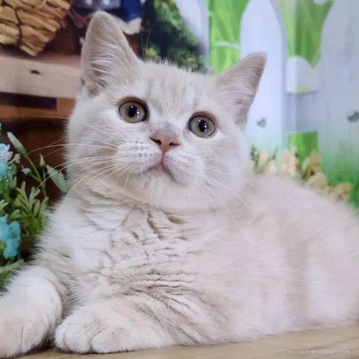 ID:2504-02348の子猫