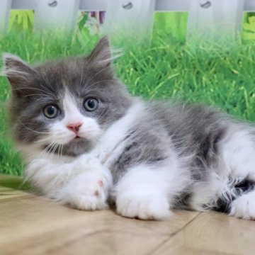 マンチカン(短足)【岐阜県・男の子・2025年9月1日・ブルー&ホワイト（ロング）】の写真「お目目くりくり💕ちょび髭がチャームポイントです」