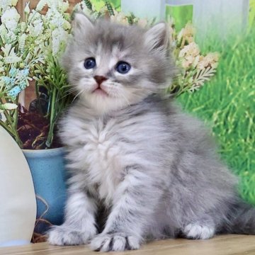 マンチカン(長足)【岐阜県・女の子・2025年9月1日・ブルーパッチドタビー（ロング）】の写真「お目目くりくり🥰ふわふわヘアーの女の子です💕」