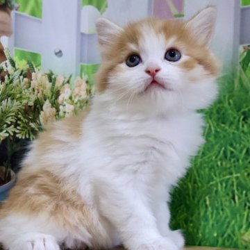 マンチカン(長足)【岐阜県・男の子・2025年7月17日・レッドタビー&ホワイト（ロング）】の写真「超美形🐱まん丸お目目の長足くん💕」