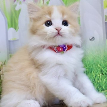 マンチカン(長足)【岐阜県・男の子・2025年9月4日・レッドタビー&ホワイト(ロング)】の写真「お目目くりくりで既定の顔立ちの長足くんです🥰」