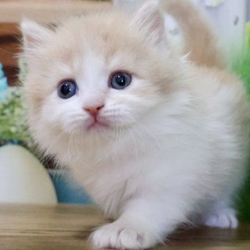 マンチカン(短足)【岐阜県・女の子・2025年3月31日・クリームタビー&ホワイト（ロング）】の写真「お目目くりくり💕ふわふわロングの女の子😻」