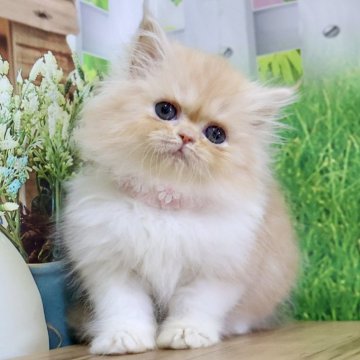 ミヌエット(長足)【岐阜県・女の子・2025年9月30日・レッドタビー&ホワイト（ロング）】の写真「お顔まん丸🥰フワフワロングヘアの女の子です🧡」