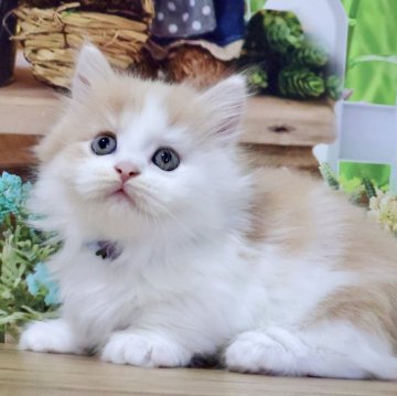 マンチカン【岐阜県・男の子・2025年9月13日・クリームタビー&ホワイト(ロング)】の写真「お顔まん丸💕ふわふわロングの短足くんです🐱」