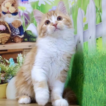 マンチカン(長足)【岐阜県・男の子・2025年6月15日・レッドタビー&ホワイト（ロングヘアー）】の写真「まん丸お目目で超元気な甘えん坊くんです🥰」