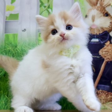 マンチカン(長足)【岐阜県・男の子・2025年9月4日・レッドタビー&ホワイト（ロング）】の写真「まん丸お目目でふわふわロングヘアーの長足くん🥰」