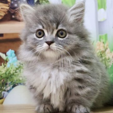ミヌエット(短足)【岐阜県・男の子・2025年3月11日・ブルータビー（ロング）】の写真「お顔まん丸🐱ラブリー過ぎる短足くん💕」