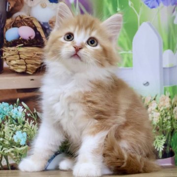 マンチカン(長足)【岐阜県・男の子・2025年6月15日・レッドタビー&ホワイト（ロングヘアー）】の写真「お顔まん丸でふわふわの長足くんです🥰」