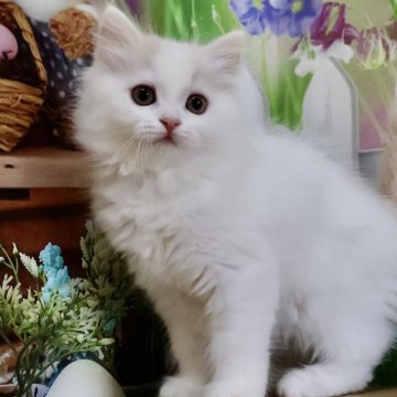マンチカン(長足)【岐阜県・女の子・2025年6月12日・クリームタビー&ホワイト（ロングヘアー）】の写真「お目目くりくり💕まん丸フェイスの女の子🐱」