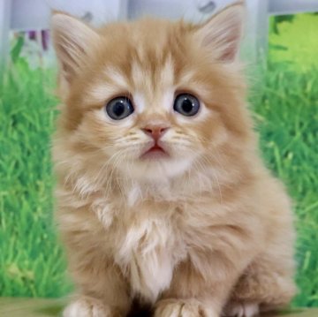 マンチカン(短足)【岐阜県・女の子・2025年4月9日・レッドタビー（ロング）】の写真「お顔まん丸🐱タレ目でふわふわな短足ちゃん💕」