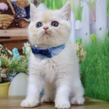 ミヌエット(長足)【岐阜県・男の子・2025年9月30日・クリームタビー&ホワイト（ショート）】の写真「お顔まん丸🥰フワフワショートヘアの男の子です🧡」