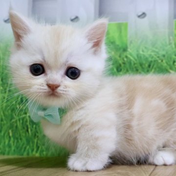 ミヌエット(短足)【岐阜県・男の子・2025年10月8日・クリームータビー（ショート）】の写真「お顔まん丸😻コロンコロンの短足くんです💕」