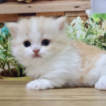 マンチカン(短足)【岐阜県・女の子・2025年4月11日・レッドタビー&ホワイト（ロング）】の写真「お顔まん丸🐱ふわっふわの短足ちゃんです💕」