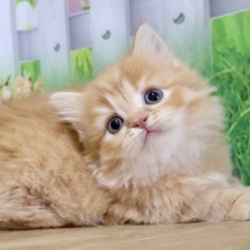 マンチカン(短足)【岐阜県・女の子・2025年4月9日・レッドタビー（ロング）】の写真「お顔まん丸🐱タレ目でふわふわな短足ちゃん💕」