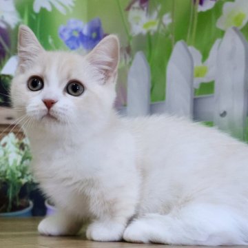 マンチカン(短足)【岐阜県・女の子・2025年4月29日・クリームタビー&ホワイト（ショートヘアー）】の写真「お目目くりくり💕ふわふわショートの短足ちゃん😻」