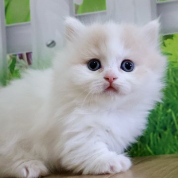 マンチカン(短足)【岐阜県・女の子・2025年7月31日・クリームタビー&ホワイト（ロング）】の写真「お顔まん丸💕ふわっふわの短足ちゃん🐱」