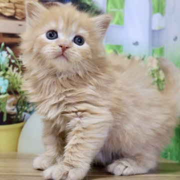 マンチカン(長足)【岐阜県・男の子・2025年7月17日・レッドタビー（ロング）】の写真「お目目くりくりで愛らしいお顔立ちの長足くんです🥰」