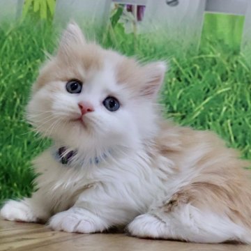 マンチカン(短足)【岐阜県・男の子・2025年9月13日・クリームタビー&ホワイト（ロング）】の写真「お顔まん丸💕ふわふわロングの短足くんです🐱」