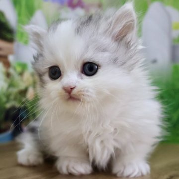 マンチカン(短足)【岐阜県・男の子・2025年4月20日・シルバータビー&ホワイト（ロング）】の写真「お目目くりくり💕おでこが可愛い短足くん😻」