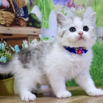 マンチカン(長足)【岐阜県・男の子・2025年11月22日・シルバータビー&ホワイト（ショート）】の写真「お顔まん丸🥰ふわふわな長足くんです🩷」