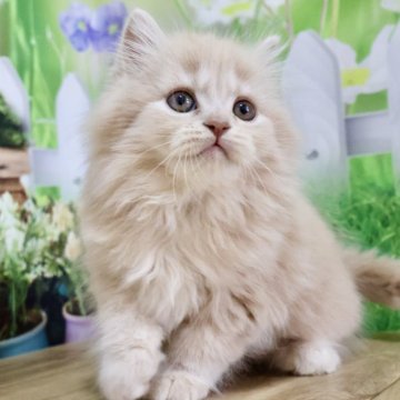 マンチカン(長足)【岐阜県・女の子・2025年3月31日・クリームタビー（ロング）】の写真「お目目くりくり💕ふわふわロングの美猫ちゃん😻」