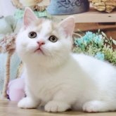 マンチカン(短足)