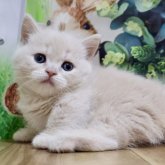マンチカン(短足)