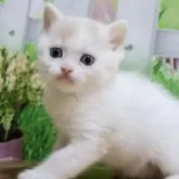 ミヌエット(長足)