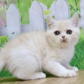 ミヌエット(長足)