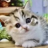 マンチカン(短足)