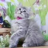 マンチカン(長足)